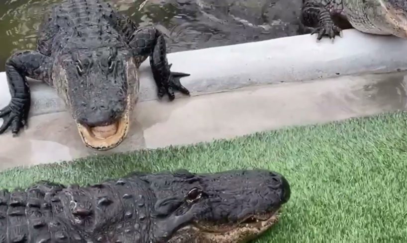 A Compilation Of Animal Rescues🥰#alligator #SouthFlorida#Everglades#glades#coexist #respect#reptile