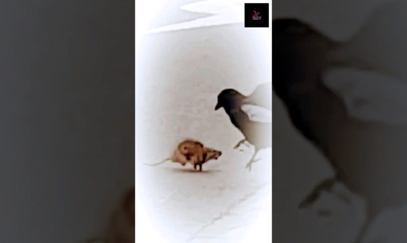 A rat and a crow fighting on a public road 馃ぃ馃槈