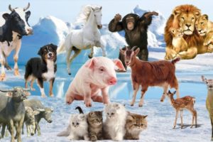 ANIMALS HAVE TAILS! Monkey! Dog! Cat! Lion! Horse! Cow! Goat! Buffalo! Pig! Deer! Animal Sounds!