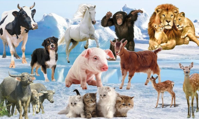 ANIMALS HAVE TAILS! Monkey! Dog! Cat! Lion! Horse! Cow! Goat! Buffalo! Pig! Deer! Animal Sounds!