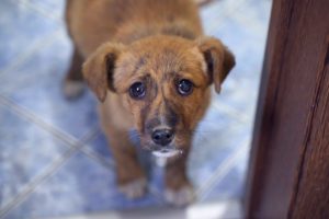 Abandoned Puppy Followed Us Home And We Let Him In