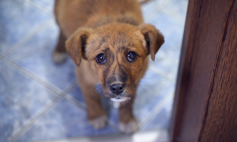 Abandoned Puppy Followed Us Home And We Let Him In