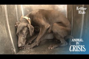 Abused Dog Isolated Herself From The World...l Animal In Crisis Ep 326