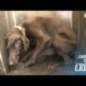 Abused Dog Isolated Herself From The World...l Animal In Crisis Ep 326