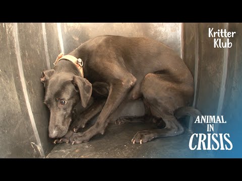 Abused Dog Isolated Herself From The World...l Animal In Crisis Ep 326