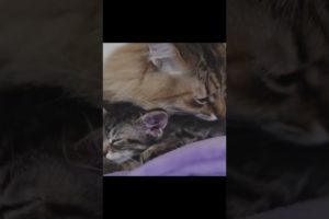 Adorable cat mom and cute kitten #cats #catlover #cutecats #babycat #catvideos