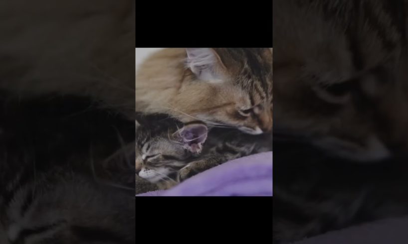 Adorable cat mom and cute kitten #cats #catlover #cutecats #babycat #catvideos
