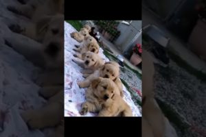 Adorable cute puppies #fyp #shorts #cutepets #cutepuppy #cute #adorable #dogs #pets #shortvideo