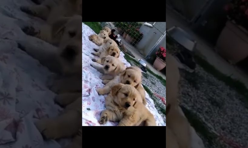 Adorable cute puppies #fyp #shorts #cutepets #cutepuppy #cute #adorable #dogs #pets #shortvideo
