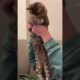 Amazing Funny Cats Trending Clips😹|| Best #funny Cats #shorts Video😂|| #trending #animals #reels
