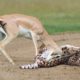 Amazing Prey Animals Fight Back Footage | Impala vs Cheetah, Hippo and Mongoose vs Lion and