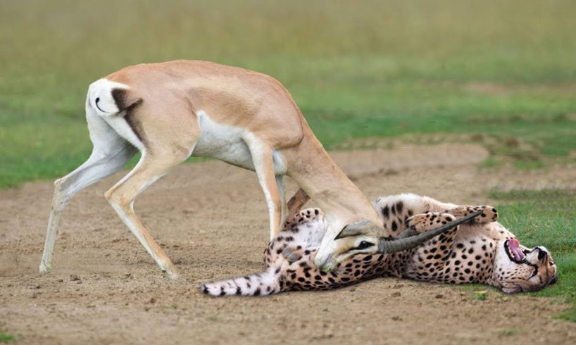 Amazing Prey Animals Fight Back Footage | Impala vs Cheetah, Hippo and Mongoose vs Lion and