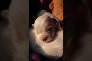 Amilys Cutest Puppies #38 #pet #cutedogs #puppy #amilys #cute #short