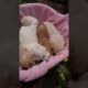 Amilys Cutest Puppies #67 #short #pet #cutedogs #puppy #amilys
