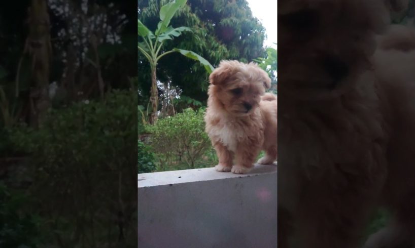Amilys Cutest Puppies in Brown #pet #puppy #short