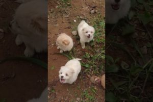 Amilys Cutest Puppies jump in #pet #short