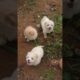 Amilys Cutest Puppies jump in #pet #short