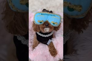Amilys Cutest Puppies love Chiffon's fashion #short