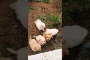 Amilys Cutest Puppies wish a life like Chiffon Puppies #short #puppy #pet