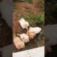 Amilys Cutest Puppies wish a life like Chiffon Puppies #short #puppy #pet