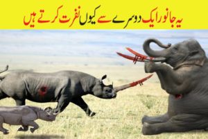 Animal Attack | Animal Fights | Why Dangerous Animals Attacks Each Other | حملے | ABR Kohati TV