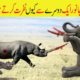 Animal Attack | Animal Fights | Why Dangerous Animals Attacks Each Other | حملے | ABR Kohati TV