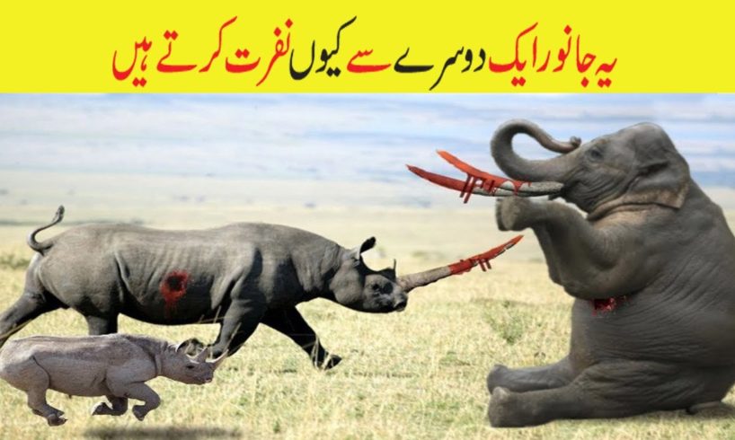 Animal Attack | Animal Fights | Why Dangerous Animals Attacks Each Other | حملے | ABR Kohati TV