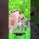 Animal Fights Video Shorts 48 #animals#video#trending#1 https://youtu.be/7Tuhg0tyzT4