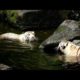Animal fighting video | wild animal life | Animal fights | Leopard video caught on camera 2023
