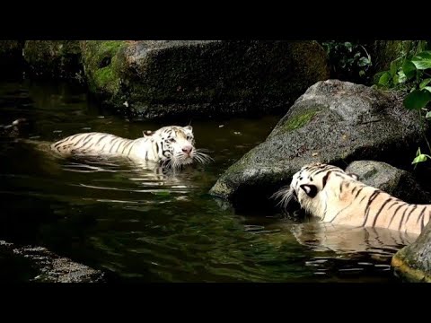 Animal fighting video | wild animal life | Animal fights | Leopard video caught on camera 2023