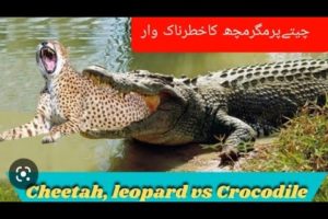 Animal fights | crocodile and leopard fighting |wild Animal|Africa  Animal چیتا اور مگرمچھ کی لڑائ