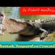 Animal fights | crocodile and leopard fighting |wild Animal|Africa  Animal چیتا اور مگرمچھ کی لڑائ