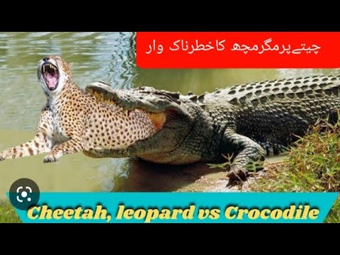 Animal fights | crocodile and leopard fighting |wild Animal|Africa  Animal چیتا اور مگرمچھ کی لڑائ