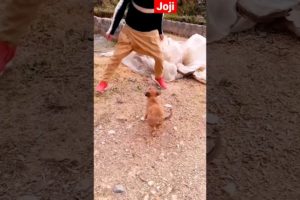 Animal training | playing with puppy dog | New Discovery dog | pure nasal Kuta #Animals, #dog hunter