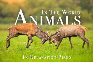 Animals Of The World 4K - Scenic Wildlife Film With Piano Calming Music, Study, Relaxing