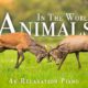 Animals Of The World 4K - Scenic Wildlife Film With Piano Calming Music, Study, Relaxing