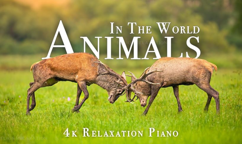 Animals Of The World 4K - Scenic Wildlife Film With Piano Calming Music, Study, Relaxing