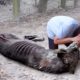 Animals That Asked People For Help & Kindness  | Best Animal Rescues Videos of TCN