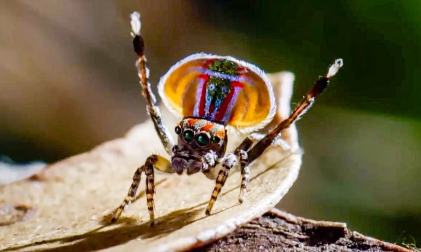 Animals in Love | BBC Earth