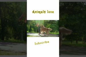 Animals love|playing with dog|