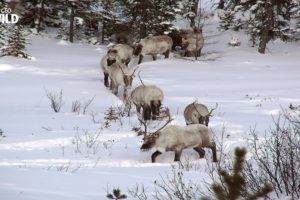 BBC I The phenomenon of snow in the wilderness I Wild Animals