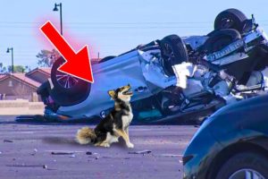BRAVE Dog Rescues Dying Woman From Car Crash! He Drags her 100 ft To Get Help