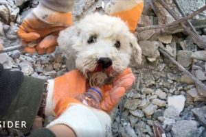 Babies And Dogs Rescued From Rubble Days After Earthquake In Turkey And Syria | Insider News