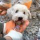 Babies And Dogs Rescued From Rubble Days After Earthquake In Turkey And Syria | Insider News