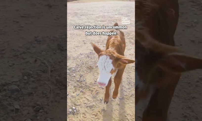 Baby Cow Rejected and Rescued |Hero of the Week