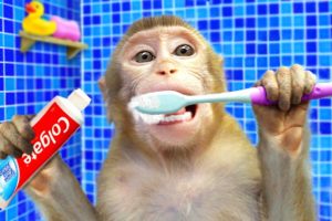 Baby Monkey KiKi brush teeth and bathing in the toilet and play with ducklings | KUDO ANIMAL KIKI