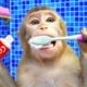 Baby Monkey KiKi brush teeth and bathing in the toilet and play with ducklings | KUDO ANIMAL KIKI