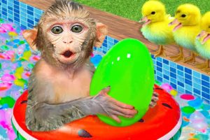Baby Monkey KiKi playing Colorful Water Balloons Challenge with duckling at pool | KUDO ANIMAL KIKI