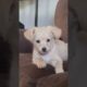 Baby Vera cutest puppy #funnydogs #puppies #puppy #funny #funnypets #dog #animal #subscribe #friends