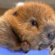 Baby beaver has uncanny object recognition